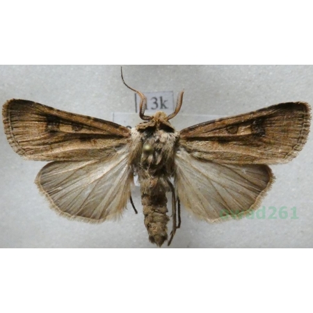 Agrotis clavis (Hufnagel, 1766) male Rolnica Czech13k